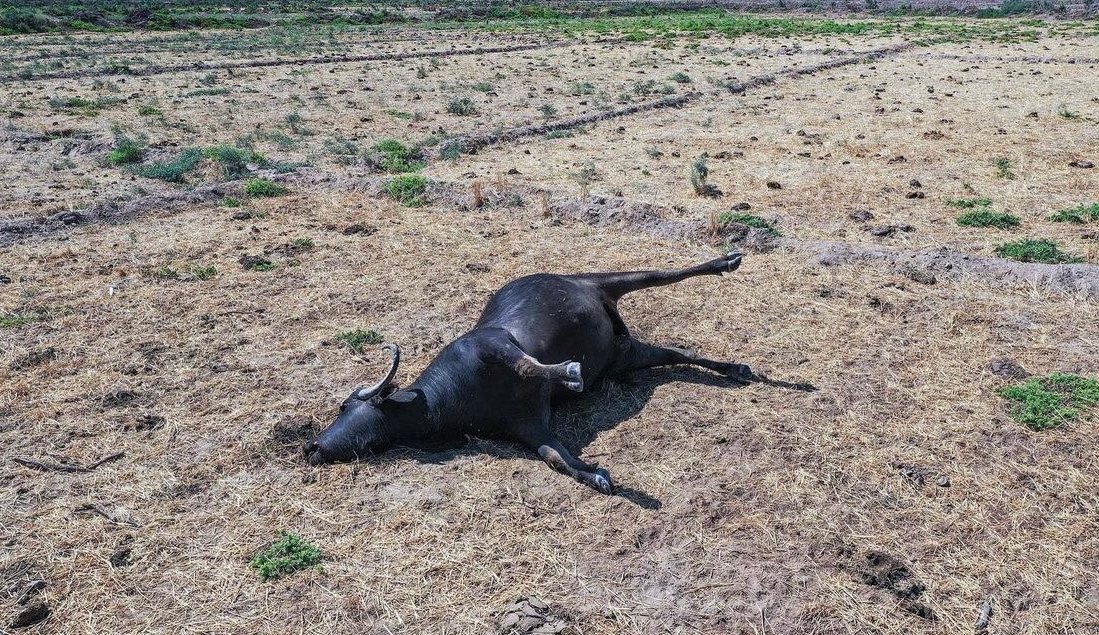 Animales muertos por la sequía propiciada por el régimen