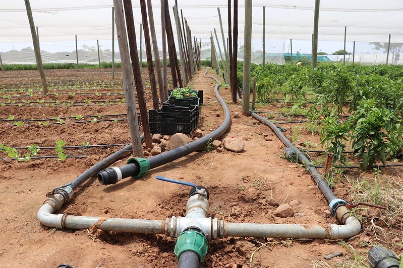 El riego por goteo. Un ícono tecnológico israelí